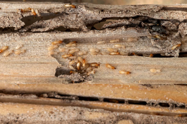 Best Local Pest Control Services  in Ventress, LA
