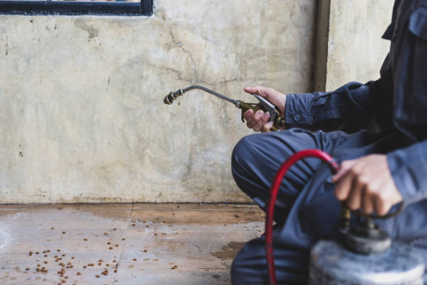 Best Flea Control Services  in Ventress, LA